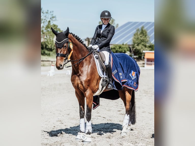 Oldenburg Mare 9 years 16.2 hh Brown in Etschberg
