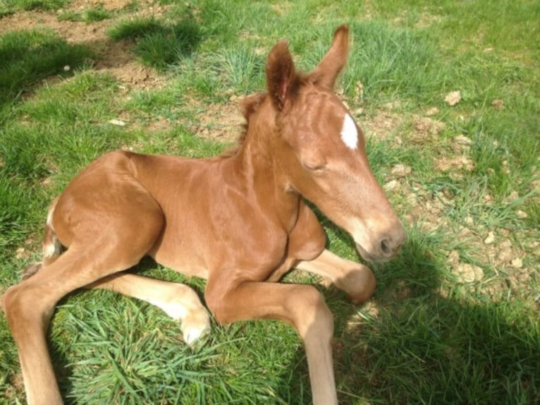 Oldenburg Mare 9 years 16,2 hh Chestnut in Dunningen