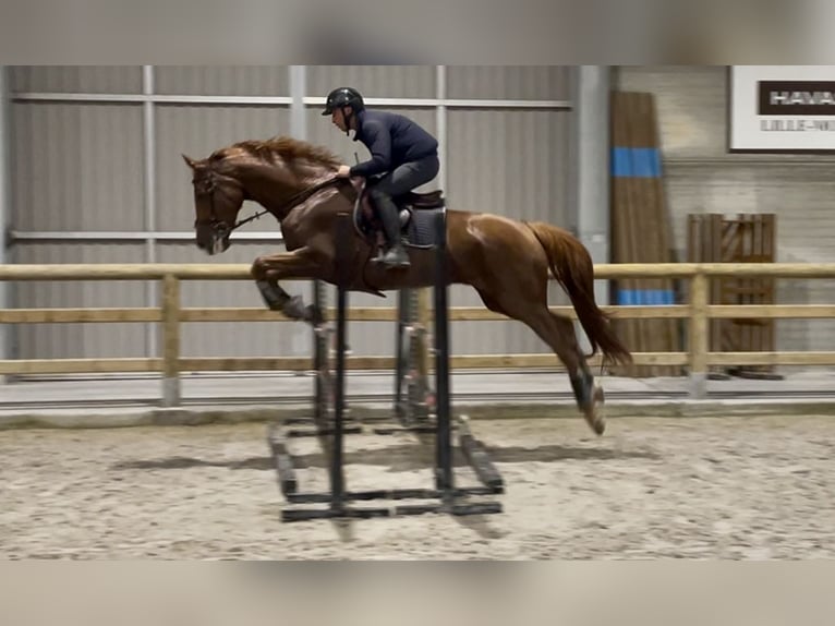 Oldenburg Mare 9 years 16,2 hh Chestnut in M&#xE9;rignies