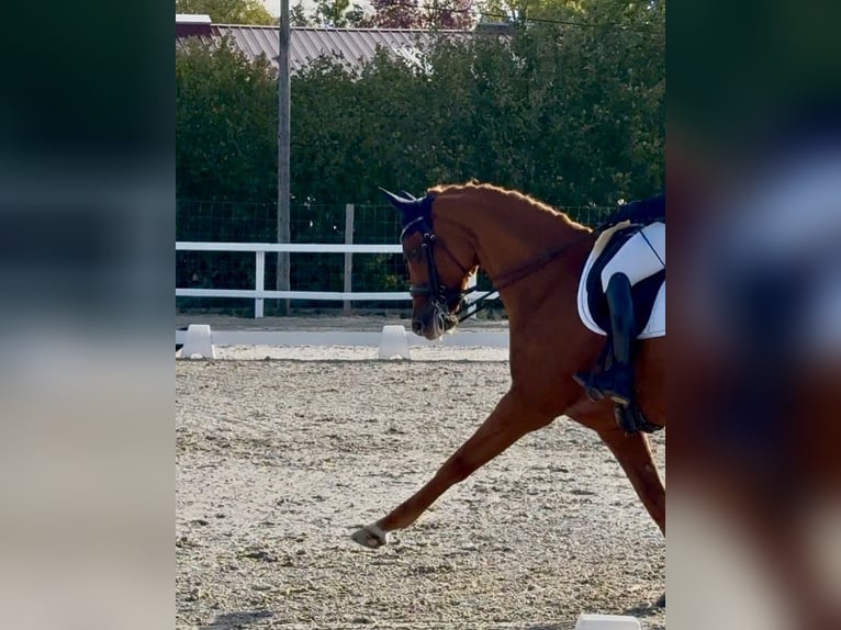 Oldenburg Mare 9 years 16,2 hh Chestnut in M&#xE9;rignies