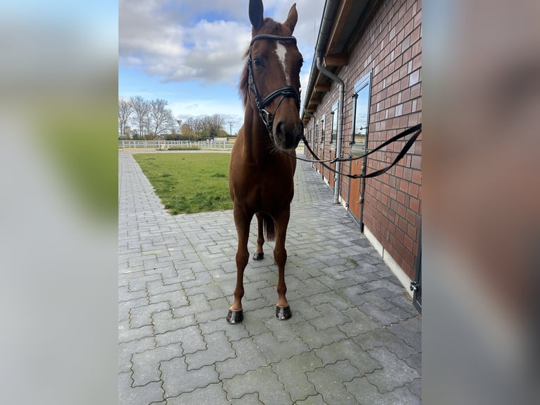 Oldenburg Mare 9 years 16,2 hh Chestnut-Red in Gägelow