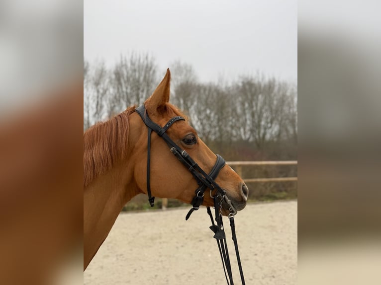 Oldenburg Mare 9 years 16,2 hh Chestnut-Red in Dechy