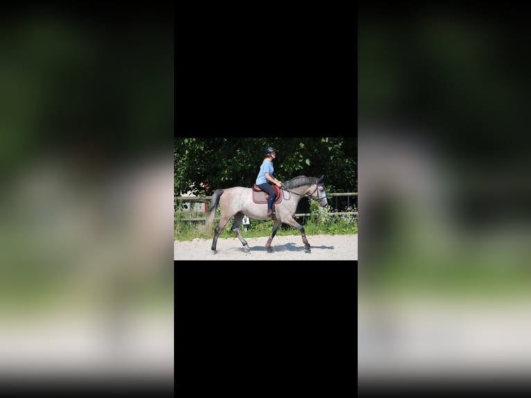 Oldenburg Mare 9 years 16,2 hh Gray in Andolsheim