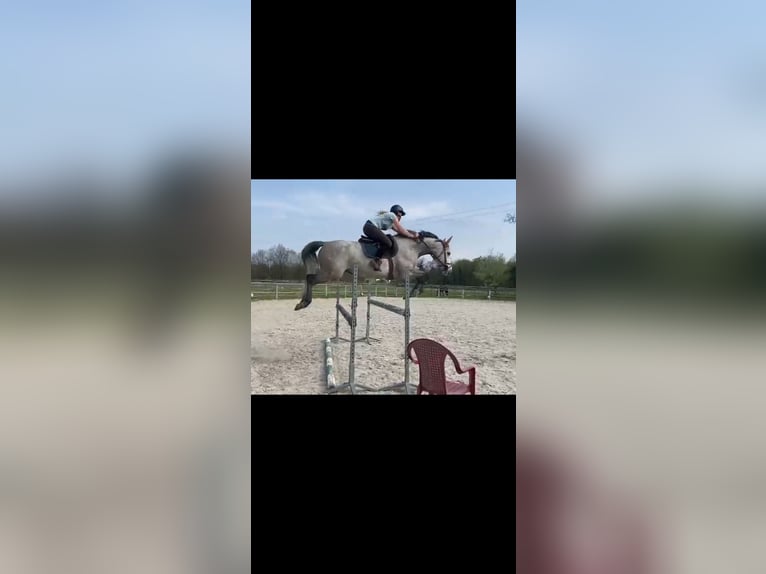 Oldenburg Mare 9 years 16,2 hh Gray in Andolsheim