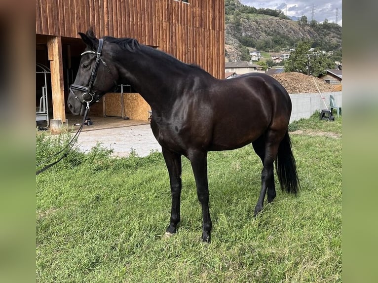 Oldenburg Mare 9 years 16.2 hh Smoky-Black in Lalden