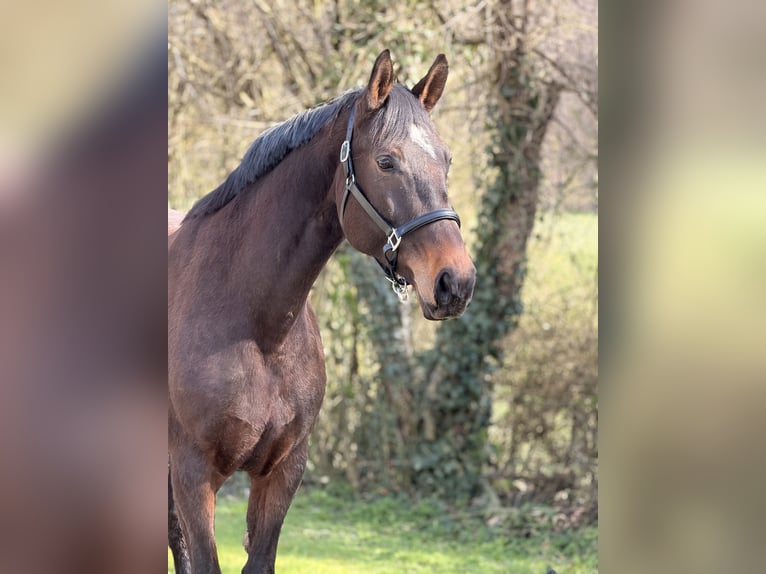 Oldenburg Mare 9 years 16.3 hh Brown in Nideggen