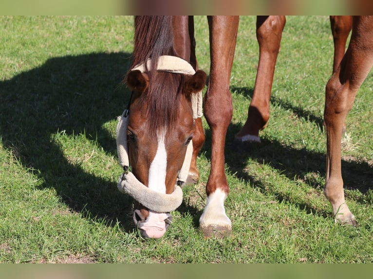 Oldenburg Mare 9 years 16.3 hh Chestnut in Erftstadt