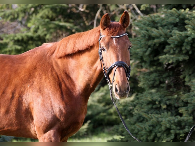 Oldenburg Mare 9 years 16.3 hh Chestnut-Red in Unterpetersdorf
