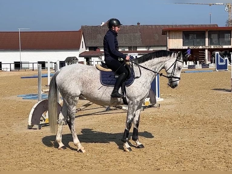 Oldenburg Mare 9 years 16.3 hh Grey in Weisendorf