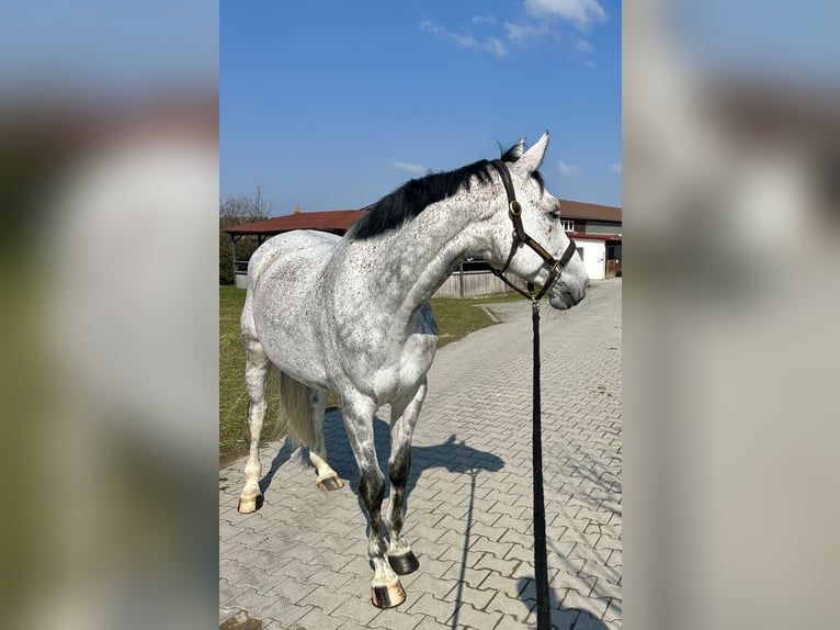Oldenburg Mare 9 years 16.3 hh Grey in Weisendorf