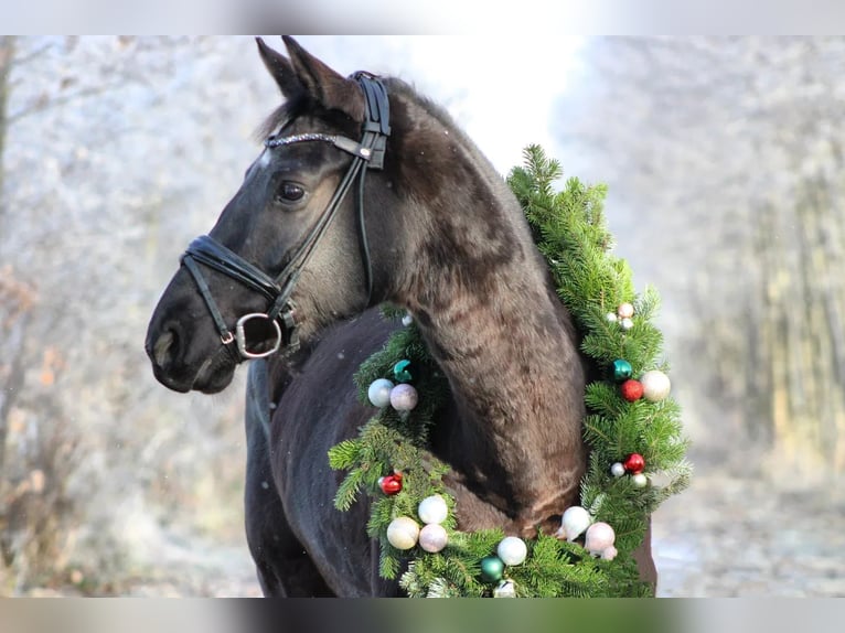 Oldenburg Mare 9 years 16 hh Black in Ladbergen
