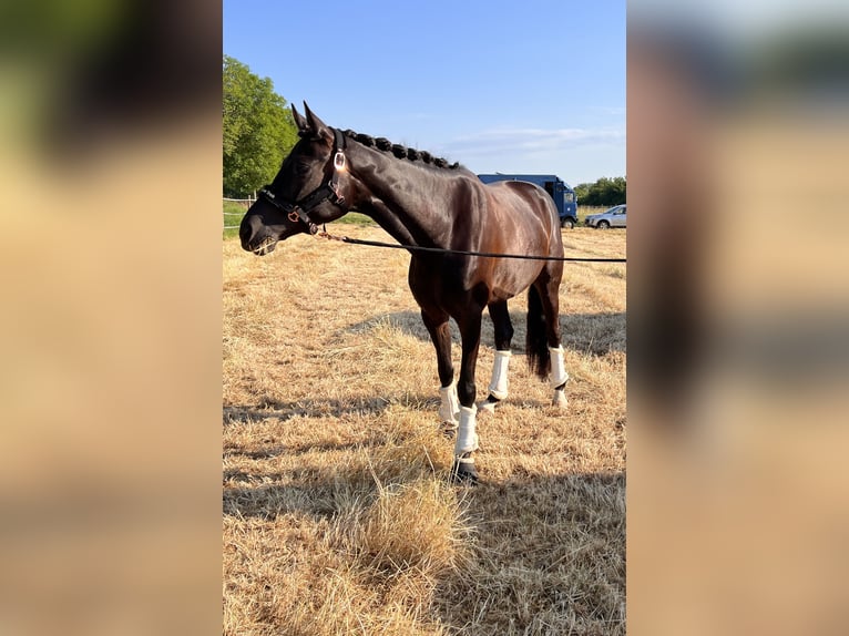 Oldenburg Mare 9 years 16 hh Black in Dinslaken