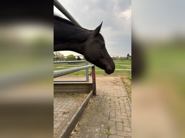 Oldenburg Mare 9 years 16 hh Black in Dinslaken