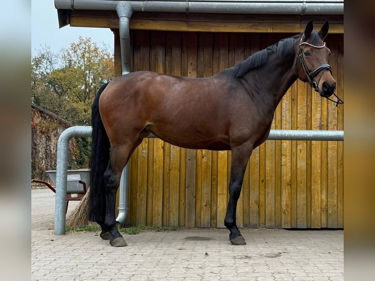 Oldenburg Mare 9 years 16 hh Brown in Norderstedt Oldenburg Mare 9 years 16 hh Brown in Norderstedt