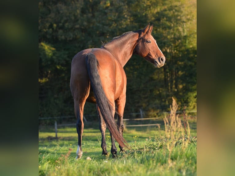 Oldenburg Mare 9 years 16 hh Brown in Lavernay