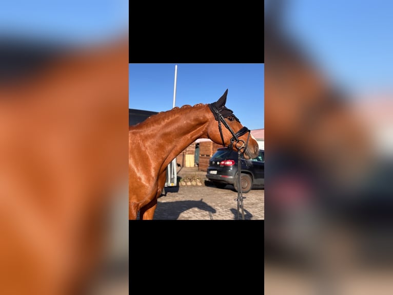 Oldenburg Mare 9 years 16 hh Chestnut-Red in Helmste