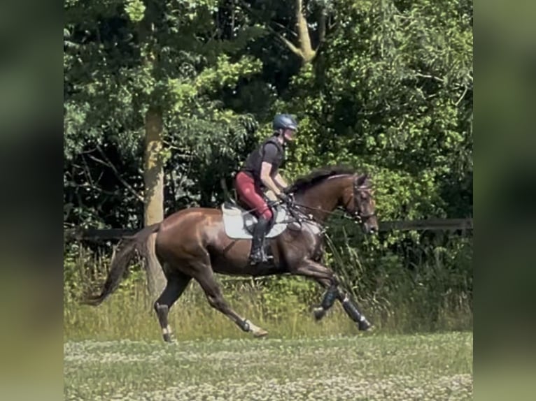 Oldenburg Mare 9 years 16 hh Chestnut-Red in Münster
