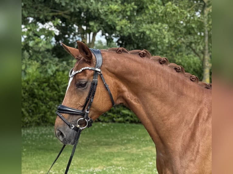 Oldenburg Mare 9 years 16 hh Chestnut-Red in Visbek