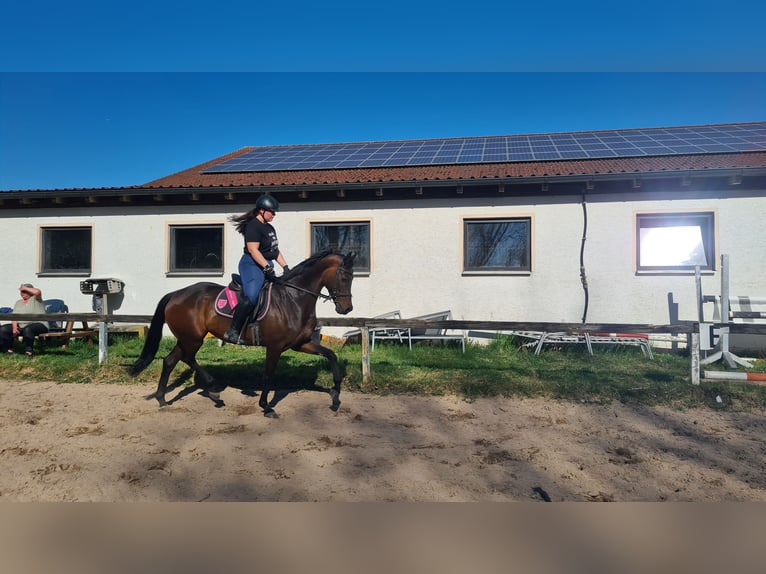 Oldenburg Mare 9 years 16,1 hh Bay-Dark in Neuburg an der Donau