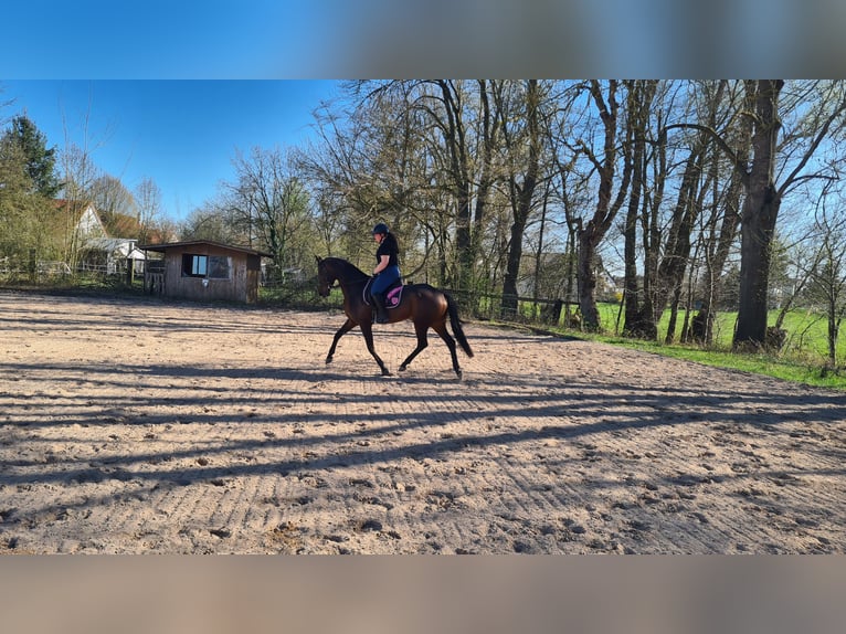 Oldenburg Mare 9 years 16,1 hh Bay-Dark in Neuburg an der Donau