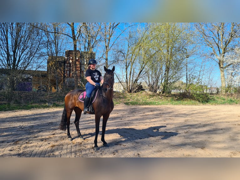 Oldenburg Mare 9 years 16,1 hh Bay-Dark in Neuburg an der Donau