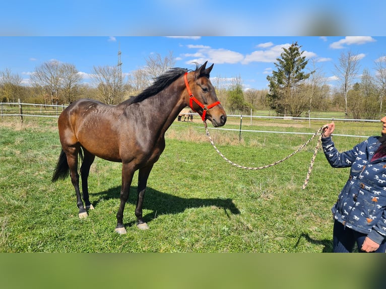 Oldenburg Mare 9 years 16,1 hh Bay-Dark in Neuburg an der Donau