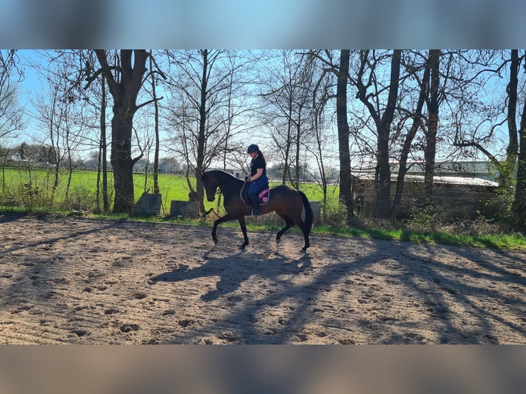 Oldenburg Mare 9 years 16,1 hh Bay-Dark in Neuburg an der Donau