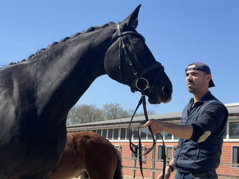 Oldenburg Mare 9 years 16,1 hh Black in Lohne