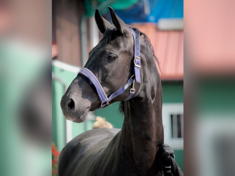 Oldenburg Mare 9 years 16,1 hh Black in Gilching