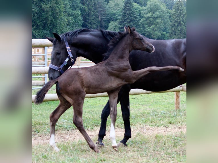 Oldenburg Mare 9 years 16,1 hh Black in Gilching