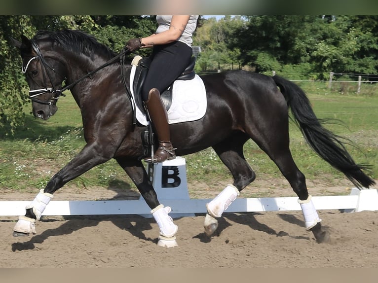 Oldenburg Mare 9 years 16,1 hh Black in Linthe
