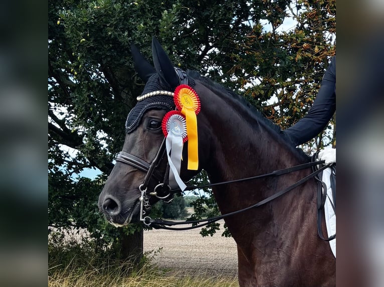 Oldenburg Mare 9 years 16,1 hh Black in Linthe