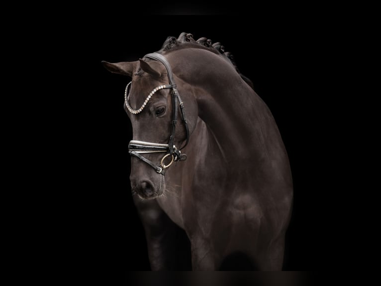 Oldenburg Mare 9 years 16,1 hh Chestnut in Wehringen