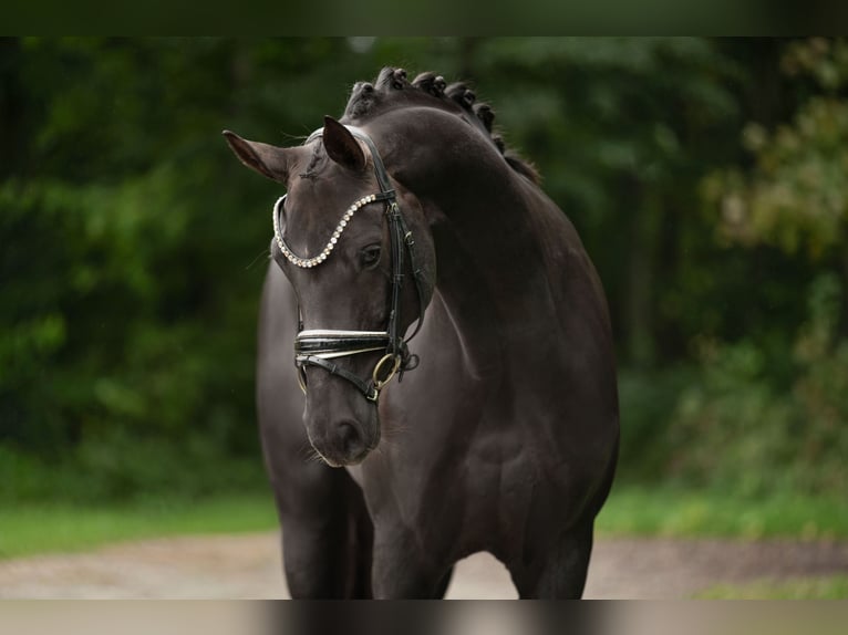 Oldenburg Mare 9 years 16,1 hh Chestnut in Wehringen