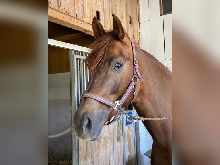 Oldenburg Mare 9 years 16,1 hh Chestnut in Ersigen