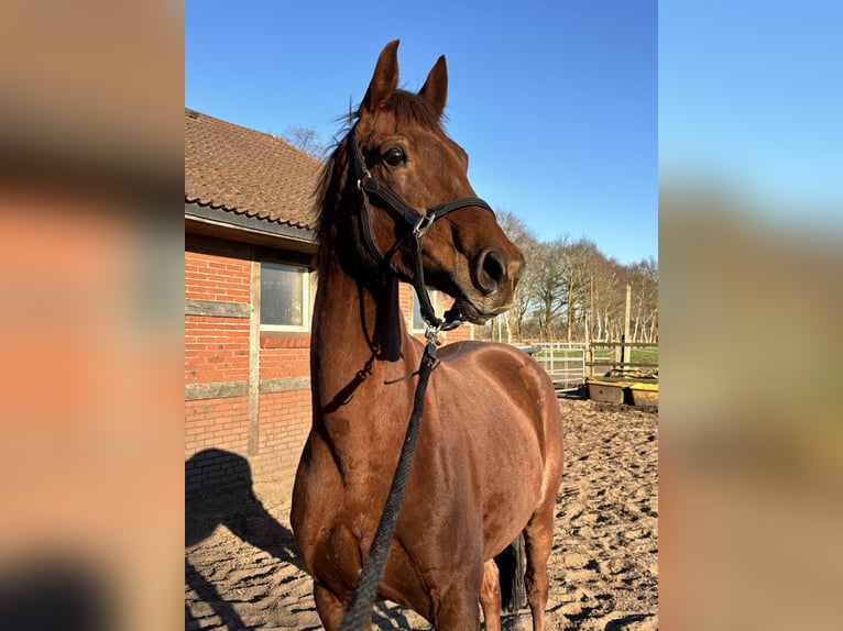 Oldenburg Mare 9 years 16,1 hh Chestnut-Red in Bad Zwischenahn