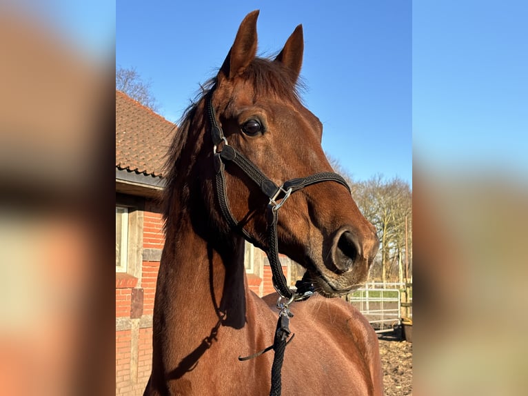 Oldenburg Mare 9 years 16,1 hh Chestnut-Red in Bad Zwischenahn