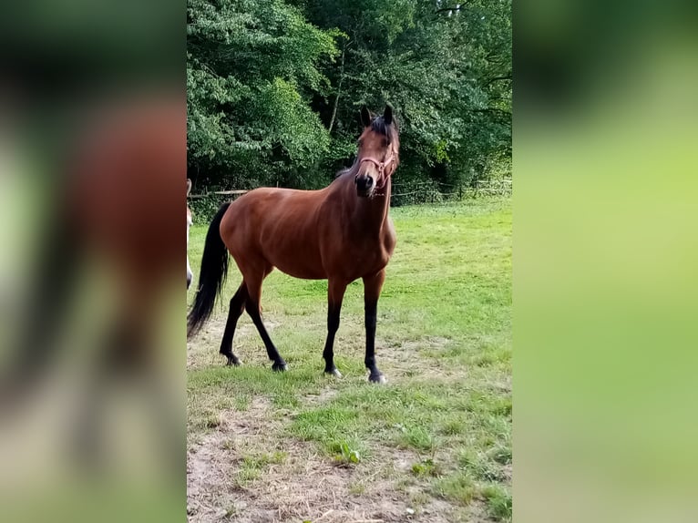Oldenburg Mare 9 years 16,1 hh in Oldenburg