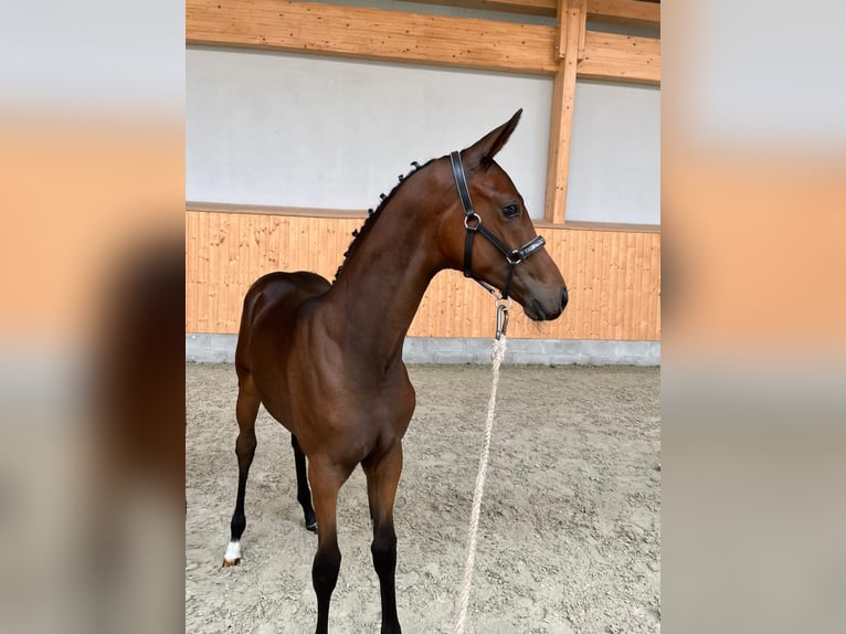 Oldenburg Mare 9 years 16,2 hh Bay-Dark in Garrel