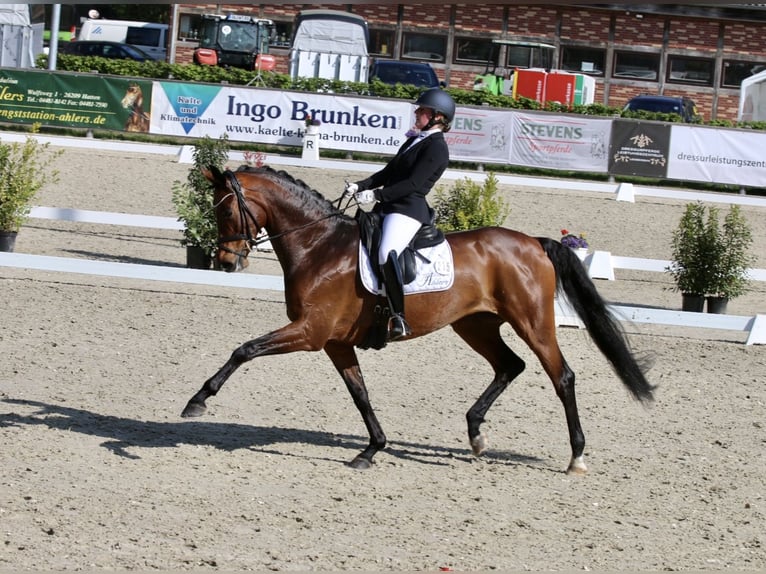 Oldenburg Mare 9 years 16,2 hh Bay-Dark in Hatten