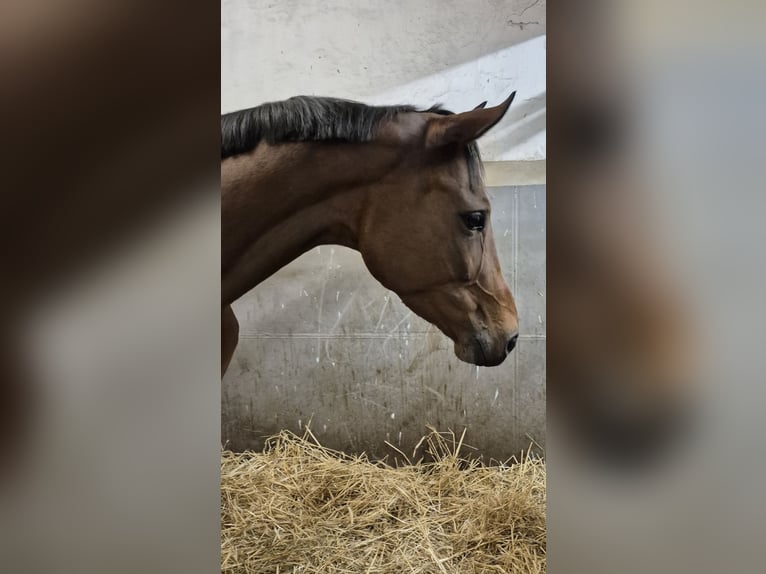 Oldenburg Mare 9 years 16,2 hh Brown in Bruchsal Oldenburg Mare 9 years 16,2 hh Brown in Bruchsal