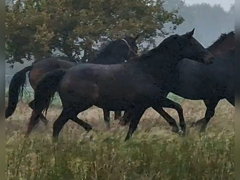 Oldenburg Mare 9 years 16,3 hh Bay-Dark in Wittmund