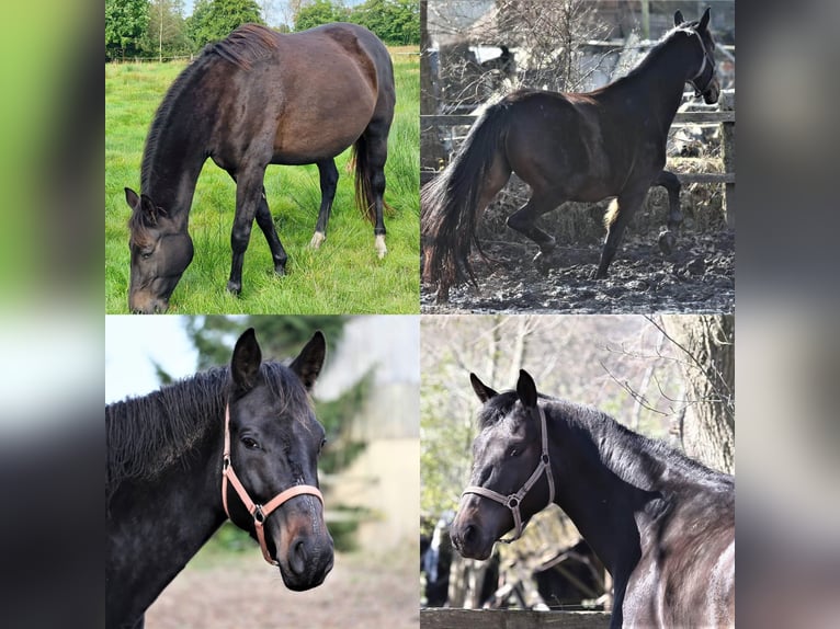 Oldenburg Mare 9 years 16,3 hh Bay-Dark in Wittmund