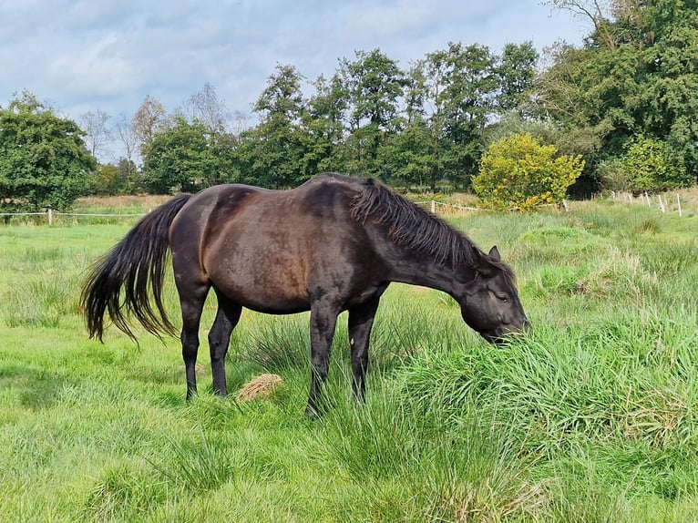 Oldenburg Mare 9 years 16,3 hh Bay-Dark in Wittmund
