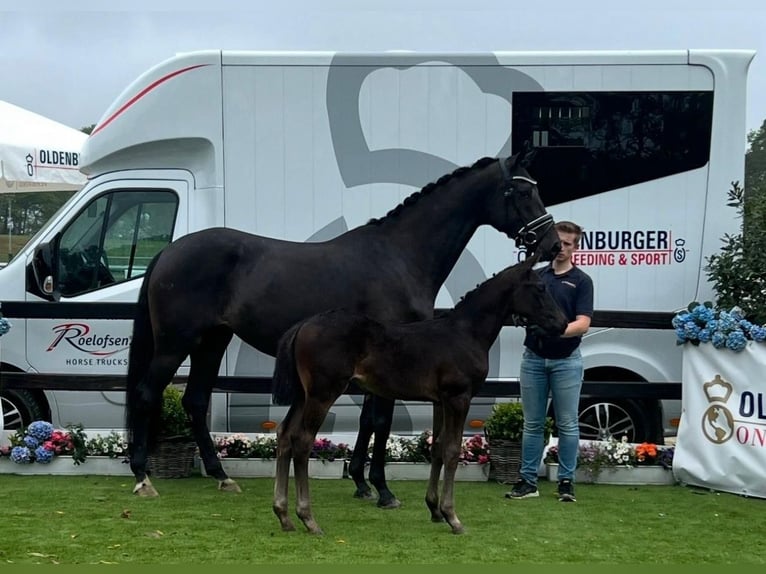 Oldenburg Mare 9 years 16,3 hh Black in Helferskirchen Oldenburg Mare 9 years 16,3 hh Black in Helferskirchen