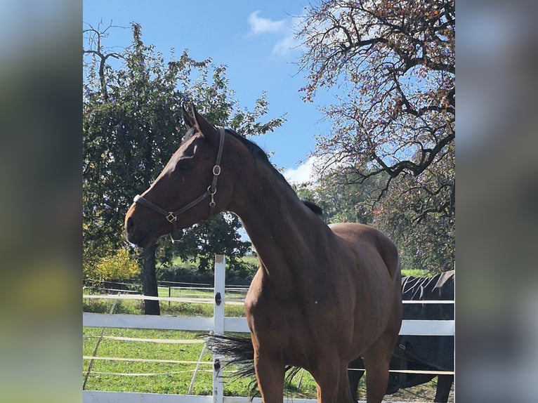 Oldenburg Mare 9 years 16,3 hh Brown in Bruchsal Oldenburg Mare 9 years 16,3 hh Brown in Bruchsal