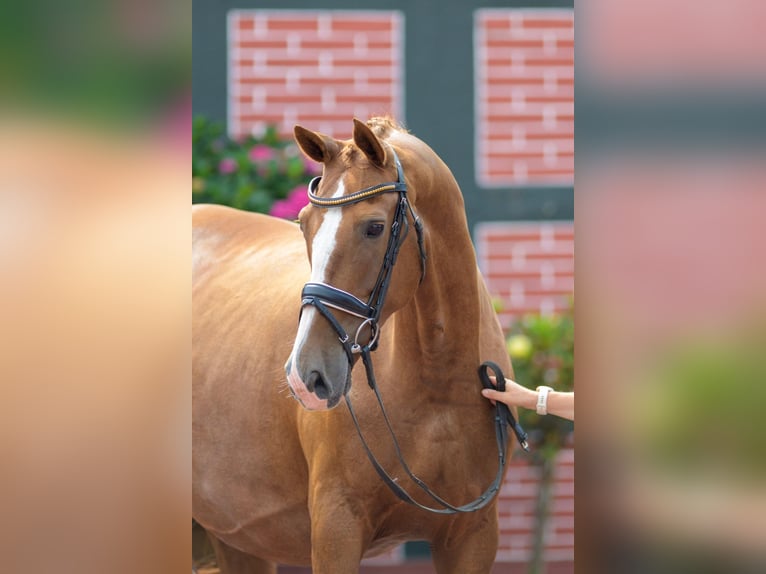Oldenburg Mare 9 years 16,3 hh Chestnut-Red in Cappeln (Oldenburg)