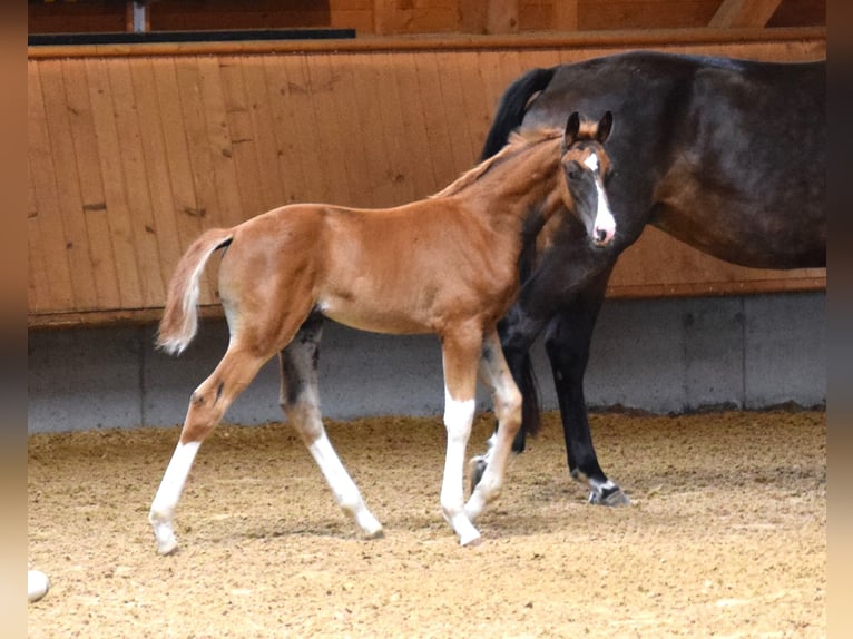 Oldenburg Mare 9 years 17.1 hh Bay-Dark in Isny im Allgäu