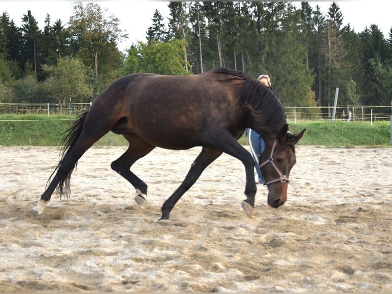 Oldenburg Mare 9 years 17.1 hh Bay-Dark in Isny im Allgäu
