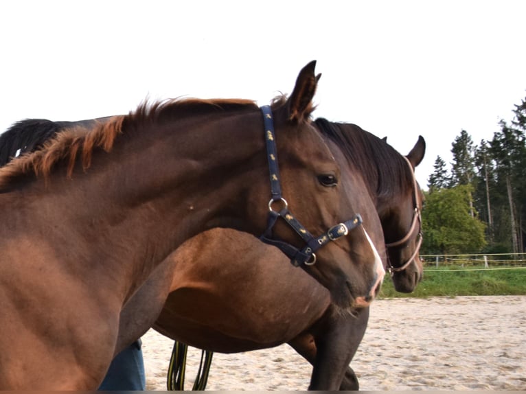 Oldenburg Mare 9 years 17.1 hh Bay-Dark in Isny im Allgäu